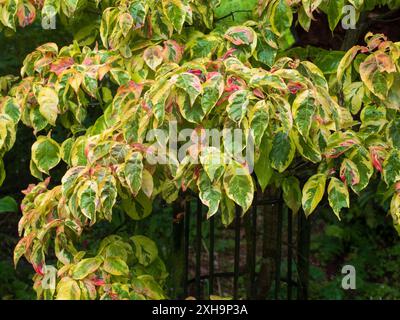 Helle Sommervielfalt des hart blühenden Hartholzbaums Cornus Florida „Cherokee Sunset“ Stockfoto