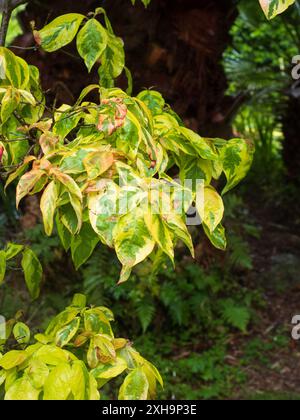 Helle Sommervielfalt des hart blühenden Hartholzbaums Cornus Florida „Cherokee Sunset“ Stockfoto