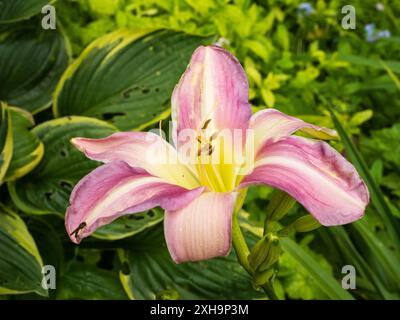 Cremezentrierte blassrosa Blüte der harten, mehrjährigen duftenden Tageslilie Hemerocallis „Catherine Woodbery“ Stockfoto