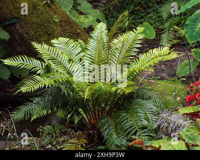 Cycad wie ledrige sterile Fronden der Juan-Fernandez-Inseln endemisches Farn, Lomariocycas cycadifolia (Blechnum cycadifolium) Stockfoto