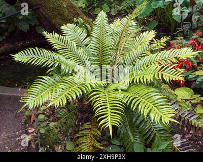 Cycad wie ledrige sterile Fronden der Juan-Fernandez-Inseln endemisches Farn, Lomariocycas cycadifolia (Blechnum cycadifolium) Stockfoto