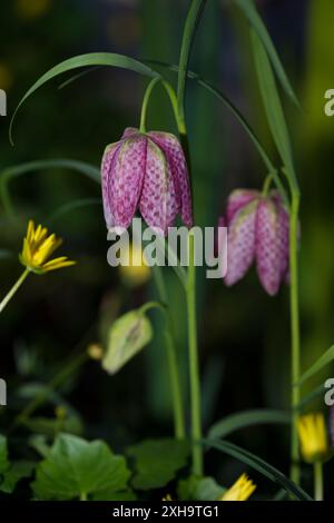 Drei Schlangenkopf-Fritillarien (Fritillaria meleagris), einer in Knospen, blüht in einem Naturgarten Stockfoto