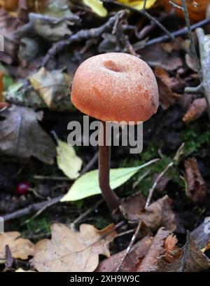 Der Täuscher, Laccaria laccata, Hydnangiaceae. Ein Waldpilz. Stockfoto