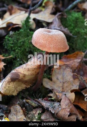 Der Täuscher, Laccaria laccata, Hydnangiaceae. Ein Waldpilz. Stockfoto