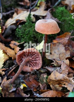 Der Täuscher, Laccaria laccata, Hydnangiaceae. Ein Waldpilz. Stockfoto