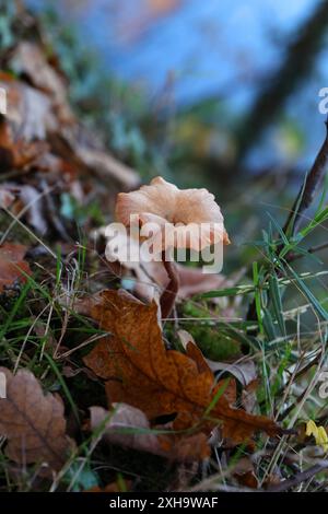 Der Täuscher, Laccaria laccata, Hydnangiaceae. Ein Waldpilz. Stockfoto