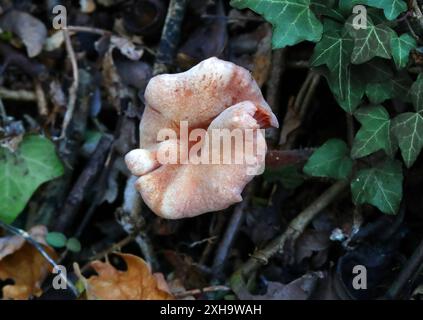 Der Täuscher, Laccaria laccata, Hydnangiaceae. Ein Waldpilz. Stockfoto
