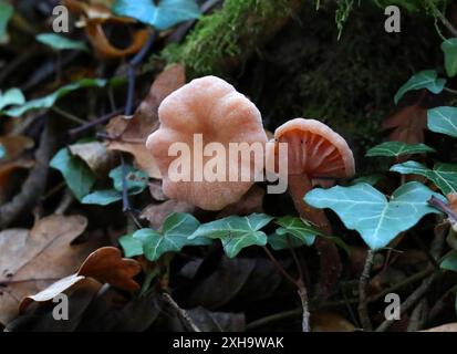 Der Täuscher, Laccaria laccata, Hydnangiaceae. Ein Waldpilz. Stockfoto