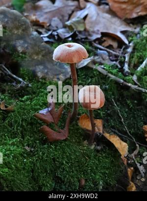 Der Täuscher, Laccaria laccata, Hydnangiaceae. Ein Waldpilz. Stockfoto