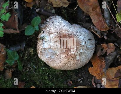 Erröten des Holzpilzes, Agaricus silvaticus, Agariaceae. Stockfoto