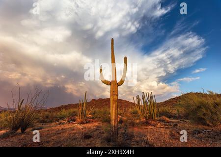 Dramatischer Sonnenuntergangshimmel über der Sonora-Wüste im Orgel Pipe Cactus National Monument, Arizona Stockfoto