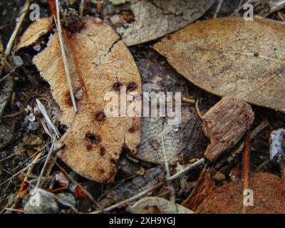 Gefallene Blätter auf einer Naturwanderung Stockfoto