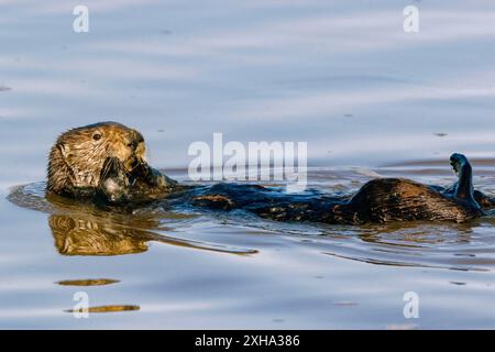 Südseeotter, Enhydra lutris nereis, Grooming, Monterey Bay National Marine Sanctuary, Monterey Bay, Kalifornien, USA, Pazifik Stockfoto