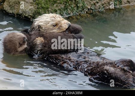 Südseeotter, Enhydra lutris nereis, Mutter, ihr Welpen pflegen, Monterey Bay National Marine Sanctuary, Monterey Bay, Kalifornien, USA, Pazifik oC Stockfoto