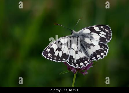 Marmorierter weißer Schmetterling, Melanargia Galathea, Nahaufnahme mit diffusem Hintergrund Stockfoto