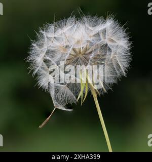 Ziegenbart, Tragopogon pratensis, Samenkopf Nahaufnahme mit diffusem Hintergrund Stockfoto