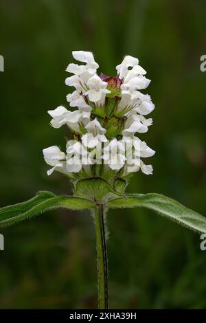 Selfheal - Prunella laciniata, Nahaufnahme mit diffusem Hintergrund Stockfoto