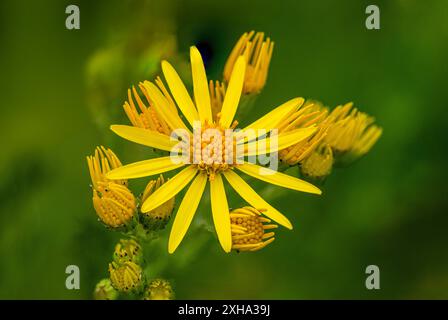 Ragkrautblume, Senecio jacobaea, Gloucestershire, Großbritannien, in Meadow Stockfoto