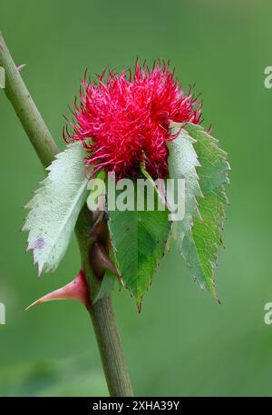 Bedeguar Gall oder Mossy Rose Gall, verursacht durch parasitäre moosy Rose Gall Wespe, Diplolepis rosae, Gloucestershire, Vereinigtes Königreich Stockfoto