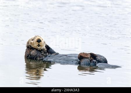 Südseeotter, Enhydra lutris nereis, Grooming, Monterey Bay National Marine Sanctuary, Monterey Bay, Kalifornien, USA, Pazifik Stockfoto