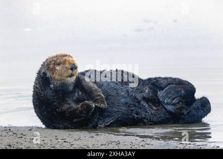 Südseeotter, Enhydra lutris nereis, aus dem Wasser gezogen, Monterey Bay National Marine Sanctuary, Monterey Bay, Kalifornien, USA, Pazifik OCE Stockfoto