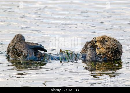 Südseeotter Enhydra lutris nereis, der sich mit Seegras um den Bauch wickelt, um ihn zu schützen, und stabil, Monterey Bay Stockfoto