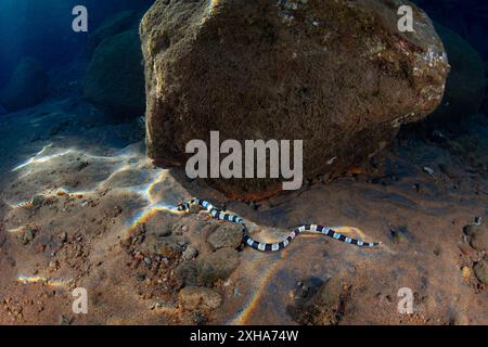 Ein Banded-Schlangenaal, Myrichthys colubrinus, schwimmt auf einem Felsen- und Sandboden in Alor, Indonesien. Dieser kleine Aal imitiert gebändelte Meereskraits. Stockfoto