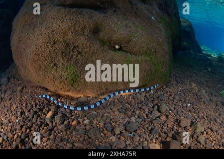 Ein Banded-Schlangenaal, Myrichthys colubrinus, schwimmt auf einem Felsen- und Sandboden in Alor, Indonesien. Dieser kleine Aal imitiert gebändelte Meereskraits. Stockfoto