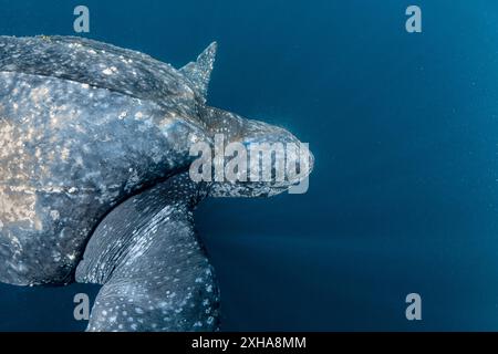 Lederschildkröte (Dermochelys coriacea), Kai-Inseln oder Kei-Inseln, Maluku-Inseln oder Molukken, Indonesien, Banda-Meer, Indo-Pazifik Stockfoto