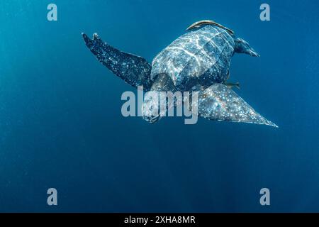 Lederschildkröte (Dermochelys coriacea), mit Remora sp., Kai- oder Kei-Inseln, Maluku-Inseln oder Molukken, Indonesien, Banda-Meer Stockfoto