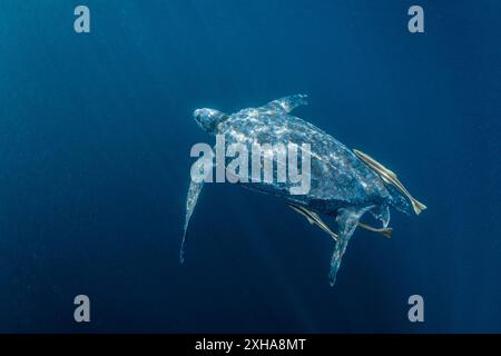 Lederschildkröte (Dermochelys coriacea), mit Remora sp., Kai- oder Kei-Inseln, Maluku-Inseln oder Molukken, Indonesien, Banda-Meer Stockfoto