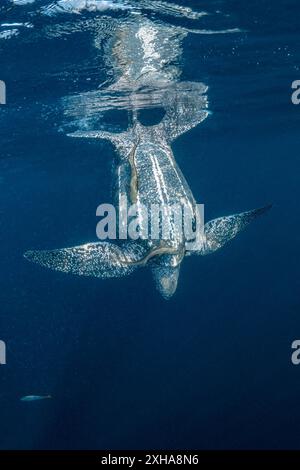 Lederschildkröte (Dermochelys coriacea), mit Remora sp., Kai- oder Kei-Inseln, Maluku-Inseln oder Molukken, Indonesien, Banda-Meer Stockfoto