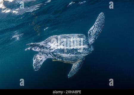 Lederschildkröte (Dermochelys coriacea), mit Remora sp., Kai- oder Kei-Inseln, Maluku-Inseln oder Molukken, Indonesien, Banda-Meer Stockfoto