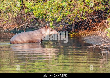 Südamerikanischer Tapir, Tapirus terrestris, alias brasilianischer Tapir, Amazonas Tapir, Schwimmen, Mato Grosso, Brasilien, Südamerika Stockfoto