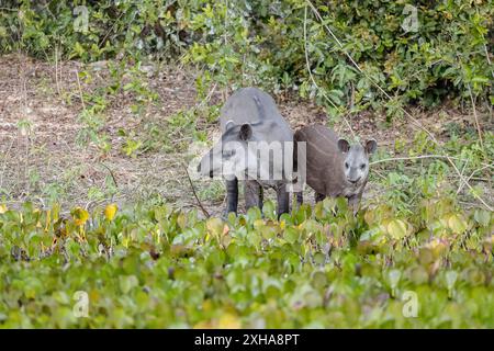 Südamerikanischer Tapir, Tapirus terrestris, alias brasilianischer Tapir, Amazonas-Tapir, Mutter und Kalb, Mato Grosso, Brasilien, Südamerika Stockfoto