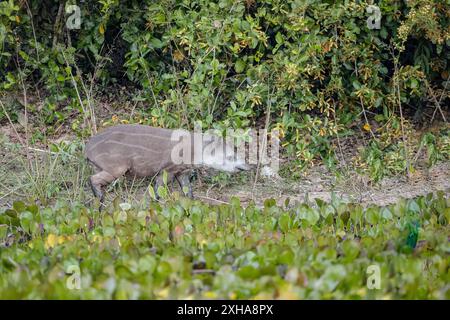 Südamerikanischer Tapir, Tapirus terrestris, alias brasilianischer Tapir, Amazonas Tapir, Kalb, Mato Grosso, Brasilien, Südamerika Stockfoto