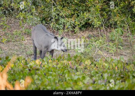 Südamerikanischer Tapir, Tapirus terrestris, alias brasilianischer Tapir, Amazonas-Tapir, Mato Grosso, Brasilien, Südamerika Stockfoto