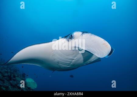 Riff Mantarochen, Mobula alfredi, Besuch einer Reinigungsstation, Baa Atoll, Malediven, Indischer Ozean Stockfoto