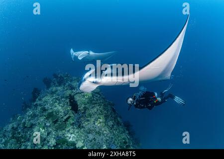 Riff Mantarochen, Mobula alfredi, Besuch einer Reinigungsstation und Taucher, Baa Atoll, Malediven, Indischer Ozean Stockfoto