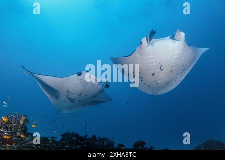 Riff Mantarochen, Mobula alfredi, Besuch einer Reinigungsstation, Baa Atoll, Malediven, Indischer Ozean Stockfoto