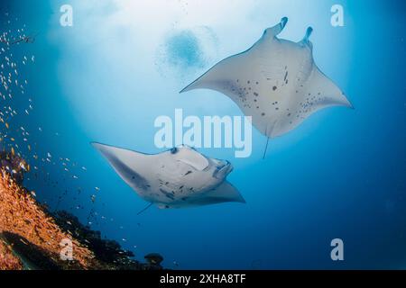 Riff Mantarochen, Mobula alfredi, Besuch einer Reinigungsstation, Baa Atoll, Malediven, Indischer Ozean Stockfoto