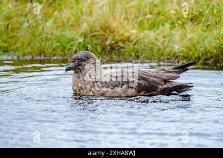 Tolle Skua (Stercorarius skua), die in einem Pool baden. Hermaness National Nature Reserve. Shetland Isles, Schottland, Großbritannien, Atlantik Stockfoto