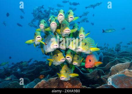 Süßlippen mit Band, Plectorhinchus polytaenia, Gelbbbändige Süßlippen, Plectorhinchus lineatus und Buckelschnapper, Lutjanus gibbus, Schulzeit, Stockfoto