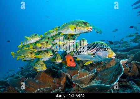 Süßlippen mit Band, Plectorhinchus polytaenia, Gelbbbändige Süßlippen, Plectorhinchus lineatus und Buckelschnapper, Lutjanus gibbus, Schulzeit, Stockfoto