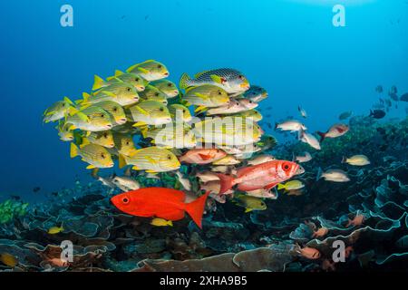 Süßlippen mit Band, Plectorhinchus polytaenia, Gelbbfärbung, Plectorhinchus lineatus, Buckelschnapper, Lutjanus gibbus und Lunar-taile Stockfoto