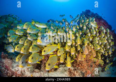 Süßlippen mit Band, Plectorhinchus polytaenia, auch bekannt als Süßlippen mit Gelbband, und Gelbbbbändige Süßlippen, Plectorhinchus lineatus, auch bekannt als schräg gebänderte SW Stockfoto