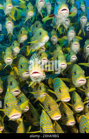 Süßlippen mit Band, Plectorhinchus polytaenia, auch bekannt als Süßlippen mit Gelbband, und Gelbbbbändige Süßlippen, Plectorhinchus lineatus, auch bekannt als schräg gebänderte SW Stockfoto