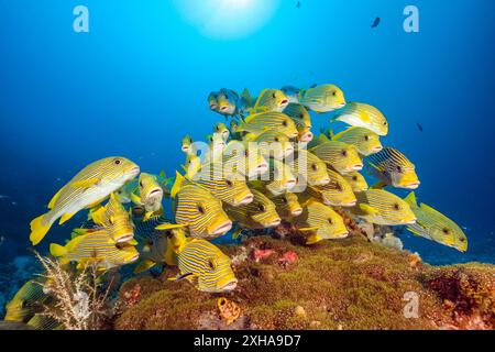 Süßlippen mit Band, Plectorhinchus polytaenia, auch bekannt als Süßlippen mit gelbem Band, Schooling, Raja Ampat, West Papua, Indonesien, Indopazifik Stockfoto