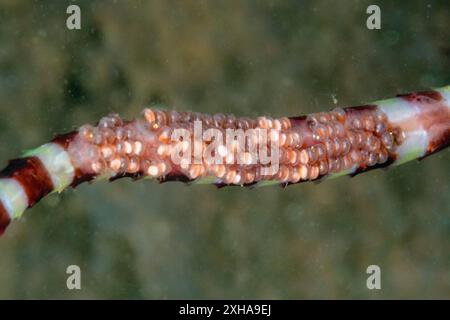 Männliche Gebänderte Seenadeln trägt Eier an der Unterseite, Doryrhamphus dactyliophorus, Tufi, Solomon Sea, Papua-Neuguinea Stockfoto