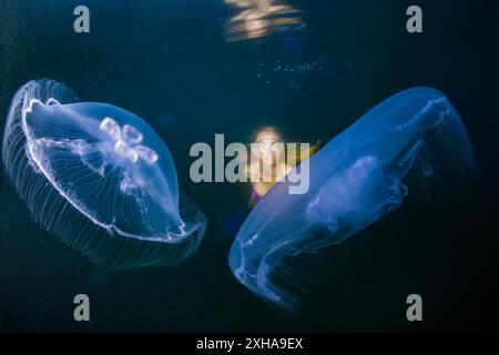 Mondqualle, Aurelia aurita, Raja Ampat, West Papua, Indonesien, Pazifik Stockfoto